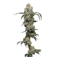 Humboldt  Seed  Company  Cannabis  Seeds  Farmers  Daughter