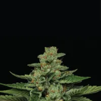 Humboldt  Seed  Company  Cannabis  Seeds  Fortune  Cookie