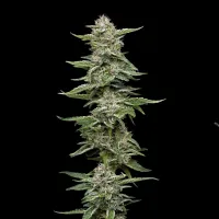 Humboldt  Seed  Company  Cannabis  Seeds  Garlic  Budder