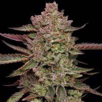 Humboldt  Seed  Company  Cannabis  Seeds  Gazzpurple
