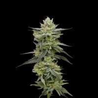 Humboldt  Seed  Company  Cannabis  Seeds  Hella  Jelly