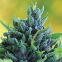 Humboldt  Seed  Company  Cannabis  Seeds  Humboldt  Dream  Auto