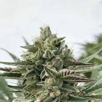 Humboldt  Seed  Company  Cannabis  Seeds  Humboldt  Pound  Cake