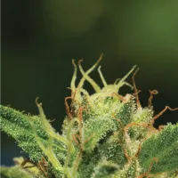 Humboldt  Seed  Company  Cannabis  Seeds  Humboldt  Sour  Diesel  Auto