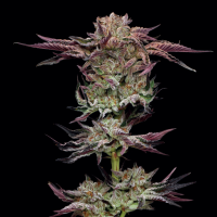 Humboldt  Seed  Company  Cannabis  Seeds  Jelly  Donutz