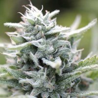 Humboldt  Seed  Company  Cannabis  Seeds  Magic  Melon  Auto