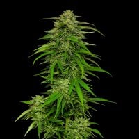 Humboldt  Seed  Company  Cannabis  Seeds  Mango  Sherbert  Auto