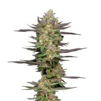 Humboldt  Seed  Company  Cannabis  Seeds  Mint  Jelly  Auto