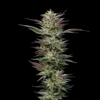 Humboldt  Seed  Company  Cannabis  Seeds  Nutter  Budder