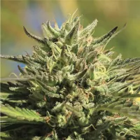 Humboldt  Seed  Company  Cannabis  Seeds  Og  Kush  Auto