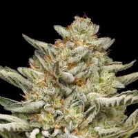 Humboldt Seed Company Cannabis Seeds Og Triploid Auto