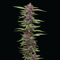 Humboldt  Seed  Company  Cannabis  Seeds  P  P  D