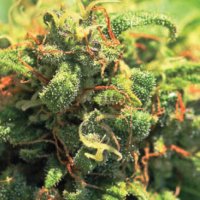 Humboldt  Seed  Company  Cannabis  Seeds  Pineapple  Upside  Down  Cake