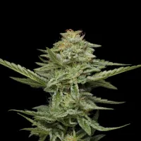 Humboldt  Seed  Company  Cannabis  Seeds  Pistachio
