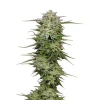Humboldt  Seed  Company  Cannabis  Seeds  Pound  Town  Auto