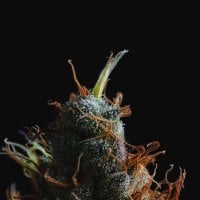 Humboldt  Seed  Company  Cannabis  Seeds  Raspberry  Parfait