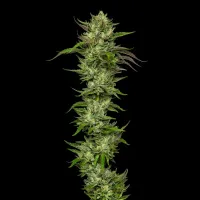Humboldt  Seed  Company  Cannabis  Seeds  Slightly  Stoopid  Collie  Man  Kush