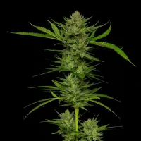 Humboldt  Seed  Company  Cannabis  Seeds  Slightly  Stoopid  Fruits