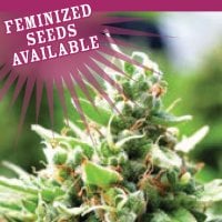 Humboldt  Seed  Company  Cannabis  Seeds  Sol  Mate  Auto