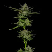 Humboldt  Seed  Company  Cannabis  Seeds  Sour  Apple  Auto