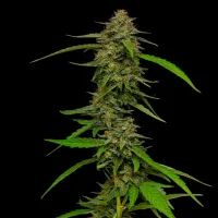 Humboldt  Seed  Company  Cannabis  Seeds  Strawberry  Cheesecake