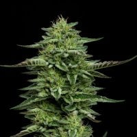 Humboldt  Seed  Company  Cannabis  Seeds  The  Bling