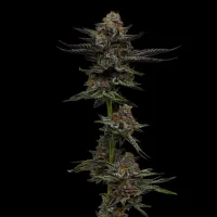 Humboldt  Seed  Company  Cannabis  Seeds  Vanilla  Creme  Pie