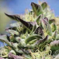 Humboldt  Seed  Company  Cannabis  Seeds  Vanilla  Frosting