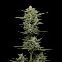 Humboldt  Seed  Company  Cannabis  Seeds  Vanilla  Latte  Auto