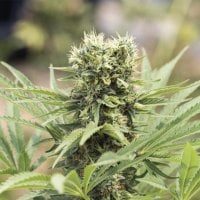 Humboldt  Seed  Organization  Cannabis  Seeds  Dedoverde  Haze