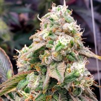 Humboldt  Seed  Organization  Cannabis  Seeds  Limited  Edition  Gushers  Fast  Version