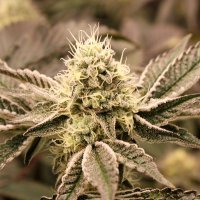 Humboldt Seed Organization Cannabis Seeds Mouth Wash