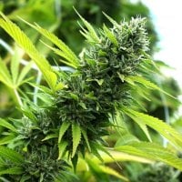 Humbolt  Seed  Organization  Cannabis  Seeds  Banana  Sapphire