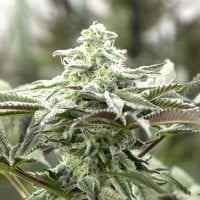 Humbolt  Seed  Organization  Cannabis  Seeds  Lemon  Citron