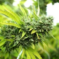 Humbolt  Seed  Organization  Cannabis  Seeds  Mango  Og  Auto