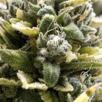 Humbolt  Seed  Organization  Cannabis  Seeds  Og  Kush  Auto