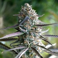 Humbolt  Seed  Organization  Cannabis  Seeds  Runtz  Fast  Version