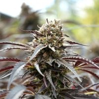 Humbolt  Seed  Organization  Cannabis  Seeds  White  Runtz  Fast  Version