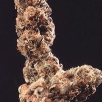Kc  Brains  Cannabis  Seeds  Afghani  Special