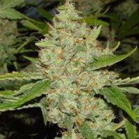 Kc  Brains  Cannabis  Seeds  Brain  S  Choice