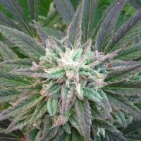 Kc Brains Cannabis Seeds Brain S Escape