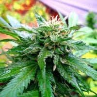 Kc  Brains  Cannabis  Seeds  California  Special