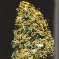 Kc Brains Cannabis Seeds Cristal Paradise