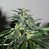 Kc  Brains  Cannabis  Seeds  Cyber  Cristal