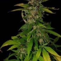 Kc  Brains  Cannabis  Seeds  Double  D