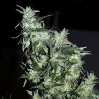 Kc  Brains  Cannabis  Seeds  Haze  Special