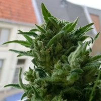 Kc  Brains  Cannabis  Seeds  Kc33