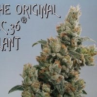 Kc  Brains  Cannabis  Seeds  Kc36