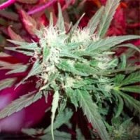 Kc  Brains  Cannabis  Seeds  Kc39