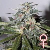 Kc  Brains  Cannabis  Seeds  Kc51  Automatic